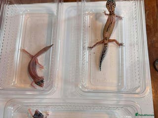 Leopard Gecko reptiles Young Leopard Geckos for sale - Advert 12