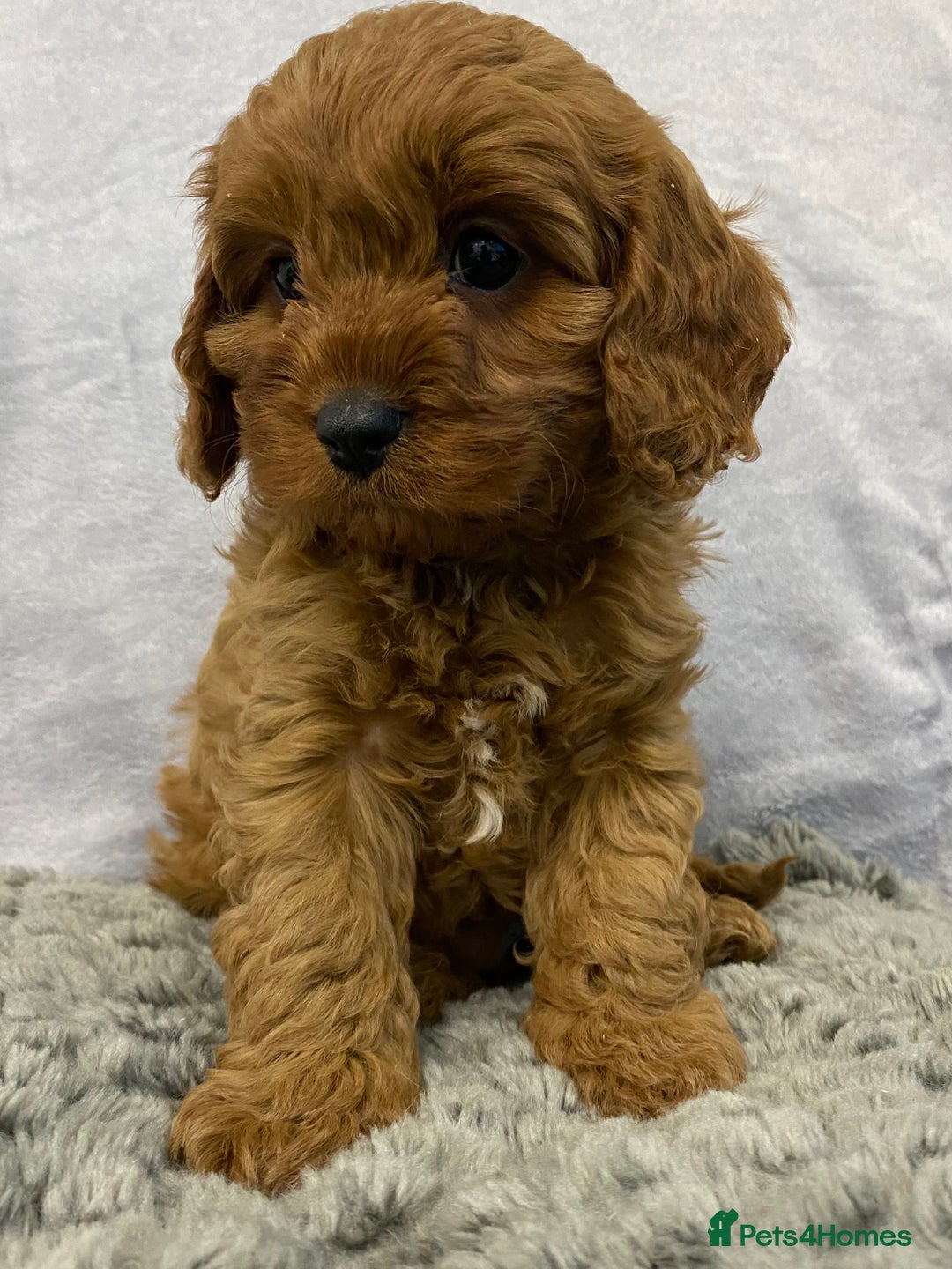 Cavapoo dogs for sale: Cute Cavapoo - Advert 2