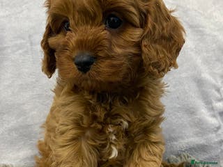 Cavapoo dogs Cute Cavapoo - Advert 5