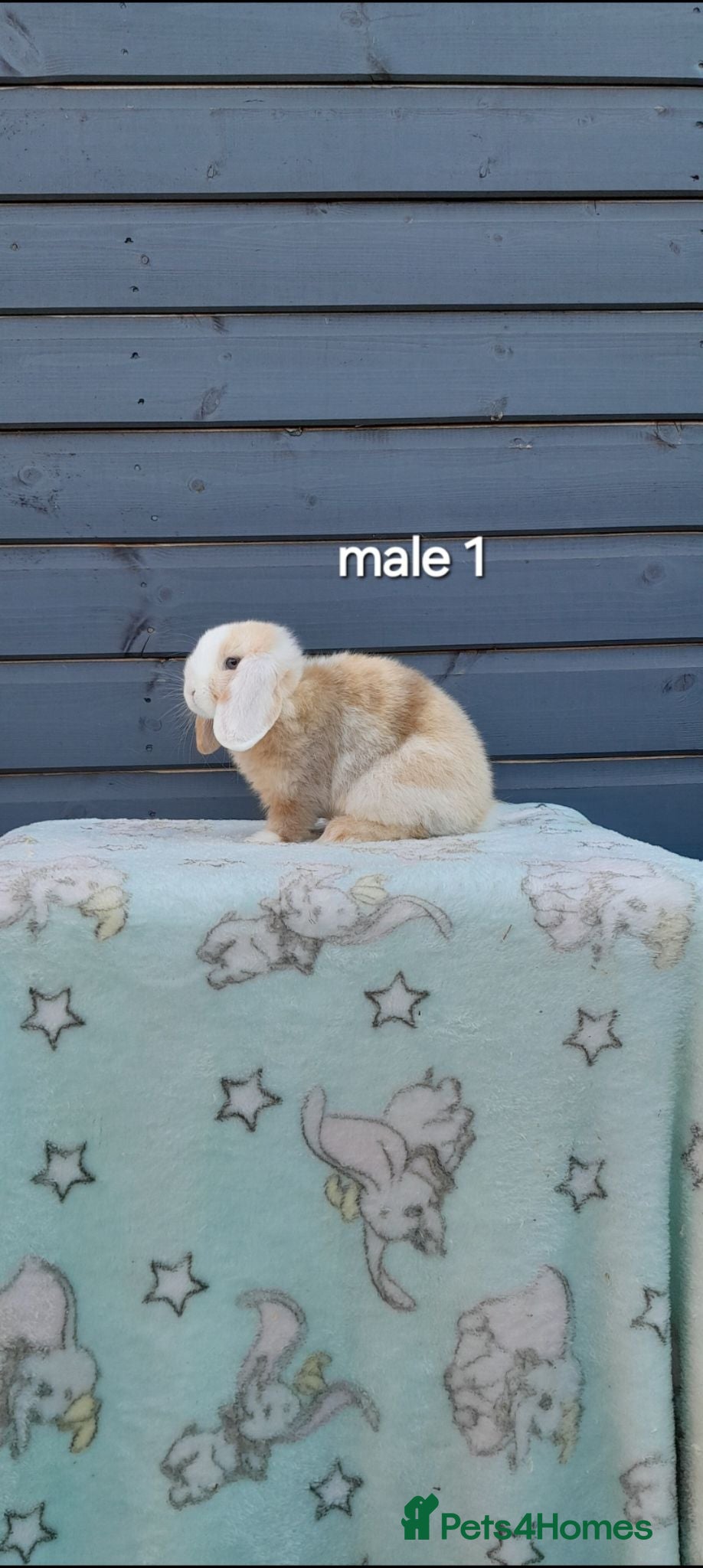 Mini Lop rabbits Stunning purebred mini lops  - Advert 2