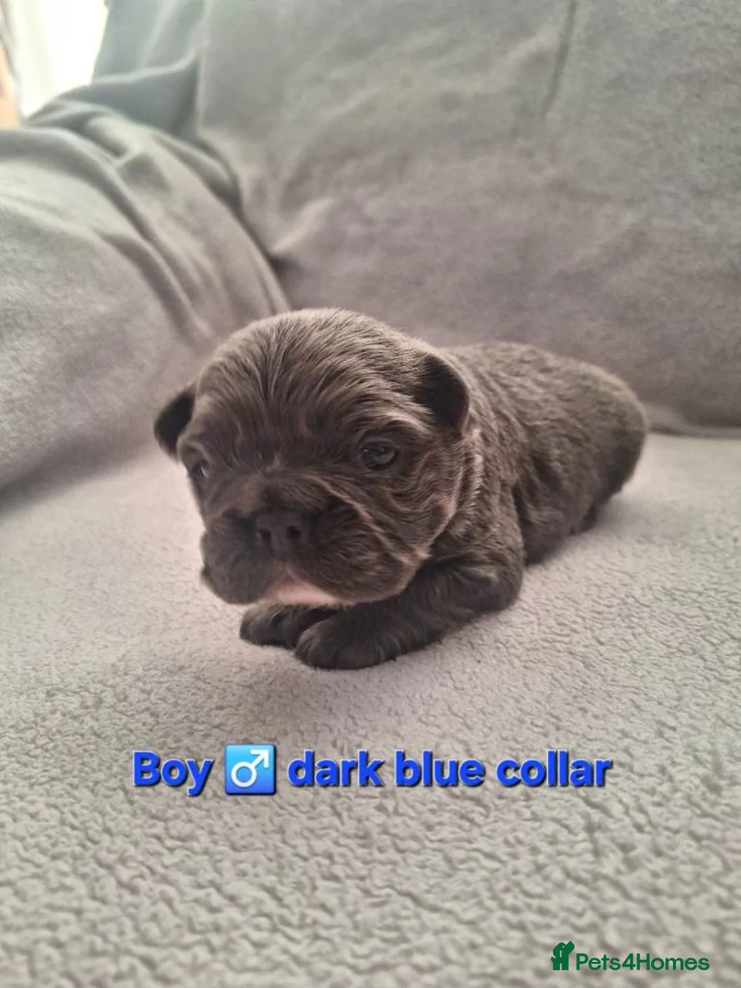 French Bulldog dogs for sale: Exceptional French Bulldog Puppies For Sale - Advert 2