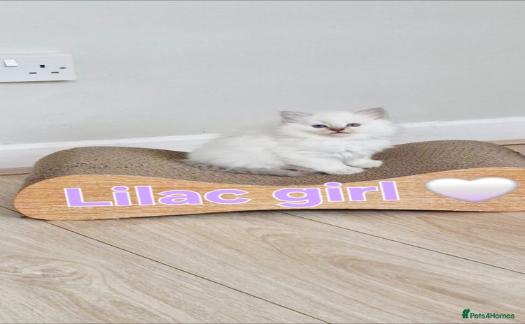 Ragdoll cats 🐾Last two Ragdolls.Ready 22nd December 🐾 - Advert 4