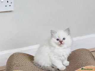 Ragdoll cats 🐾Last two Ragdolls.Ready 22nd December 🐾 - Advert 15