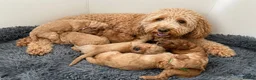 Mixed Breed dogs for sale: Multigen Labradoodle Puppies DNA Clear Parents 🧬  - Advert 16