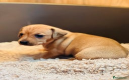 Mixed Breed dogs for sale: Sisters  - Image 4