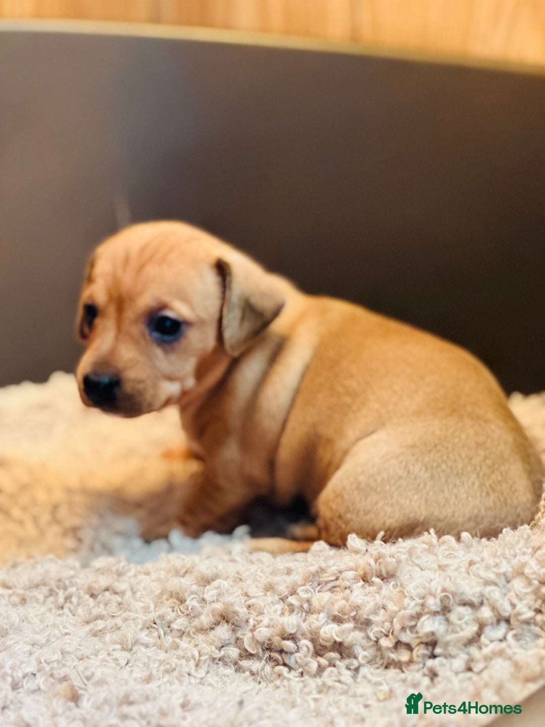Mixed Breed dogs for sale: Sisters  - Image 4
