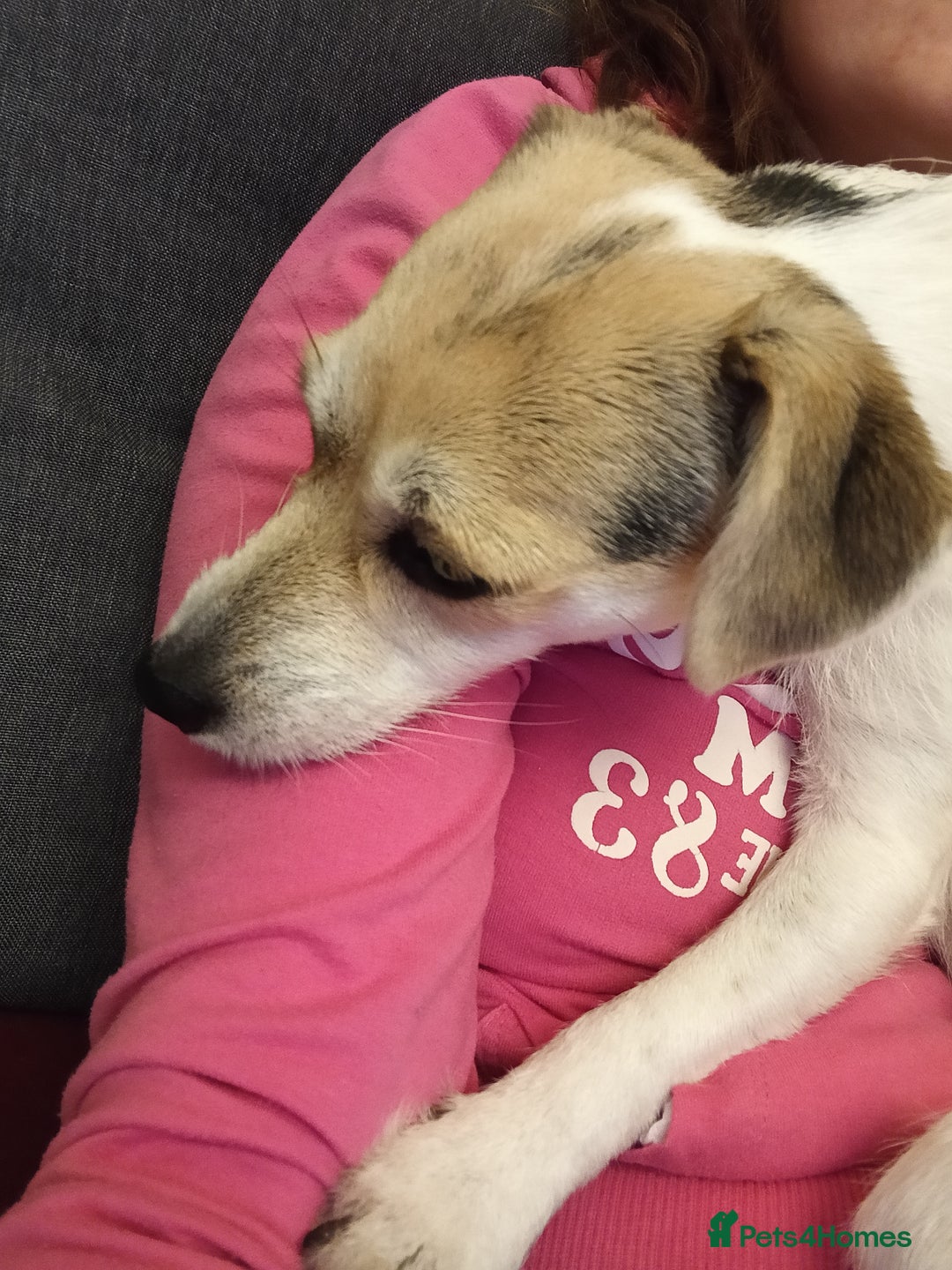 Mixed Breed dogs for sale: Gorgeous chorkie/jackchi girl - Image 3
