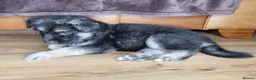Shepsky dogs for sale: Stunning German Shepherd × Husky/Akita Puppies  in Much Wenlock - Advert 13