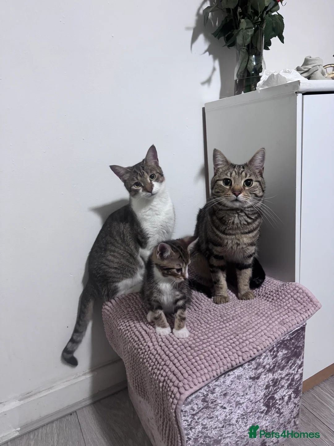 Mixed Breed cats for sale: Cats for sale - Advert 2