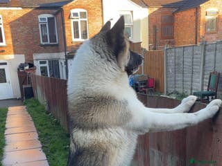Akita dogs Ceaser the American Akita Ready for Stud - Advert 2