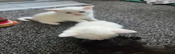 Mixed Breed cats for sale: 2 kittens for sale  - Advert 5