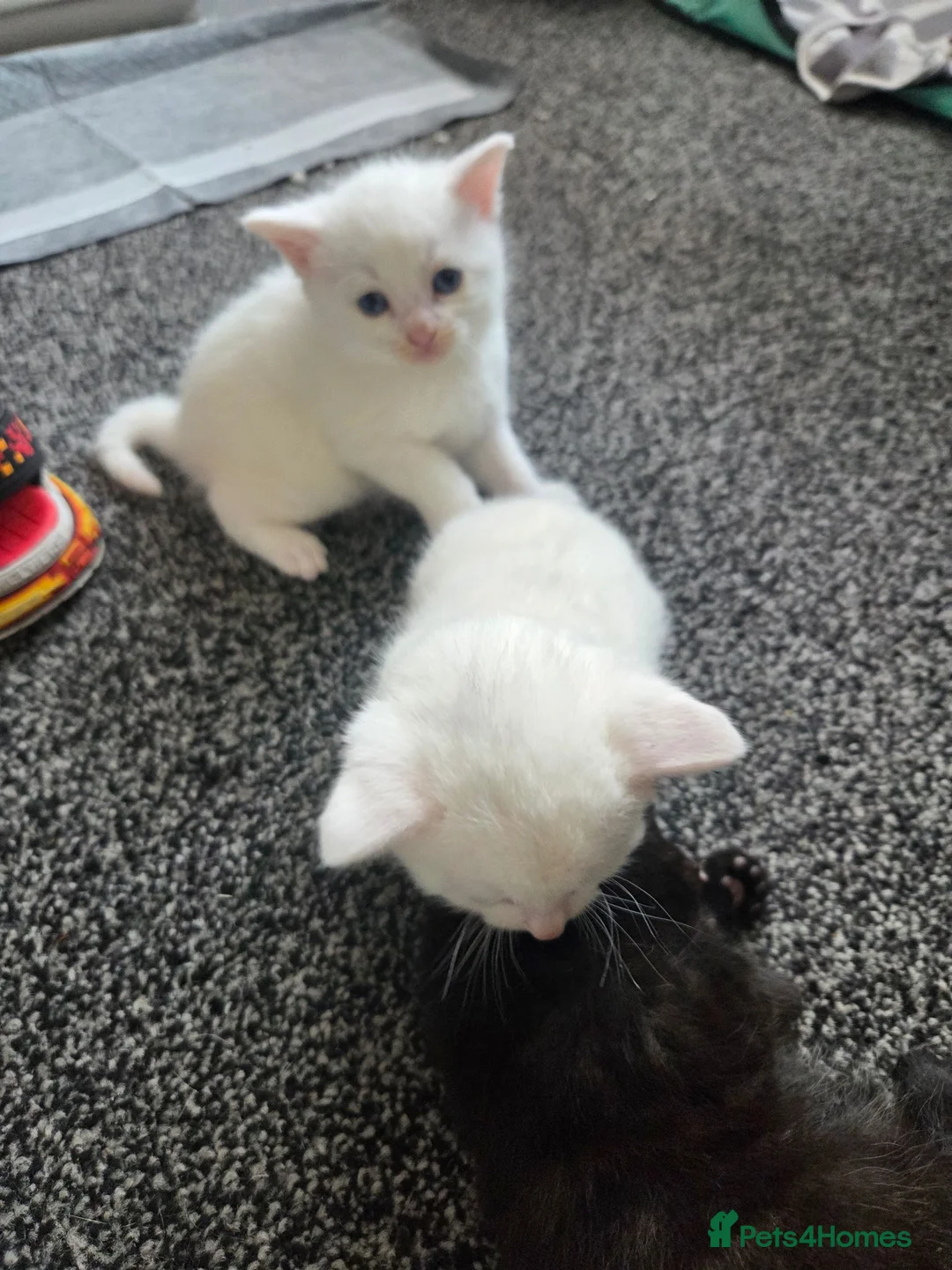 Mixed Breed cats for sale: 2 kittens for sale  - Advert 5