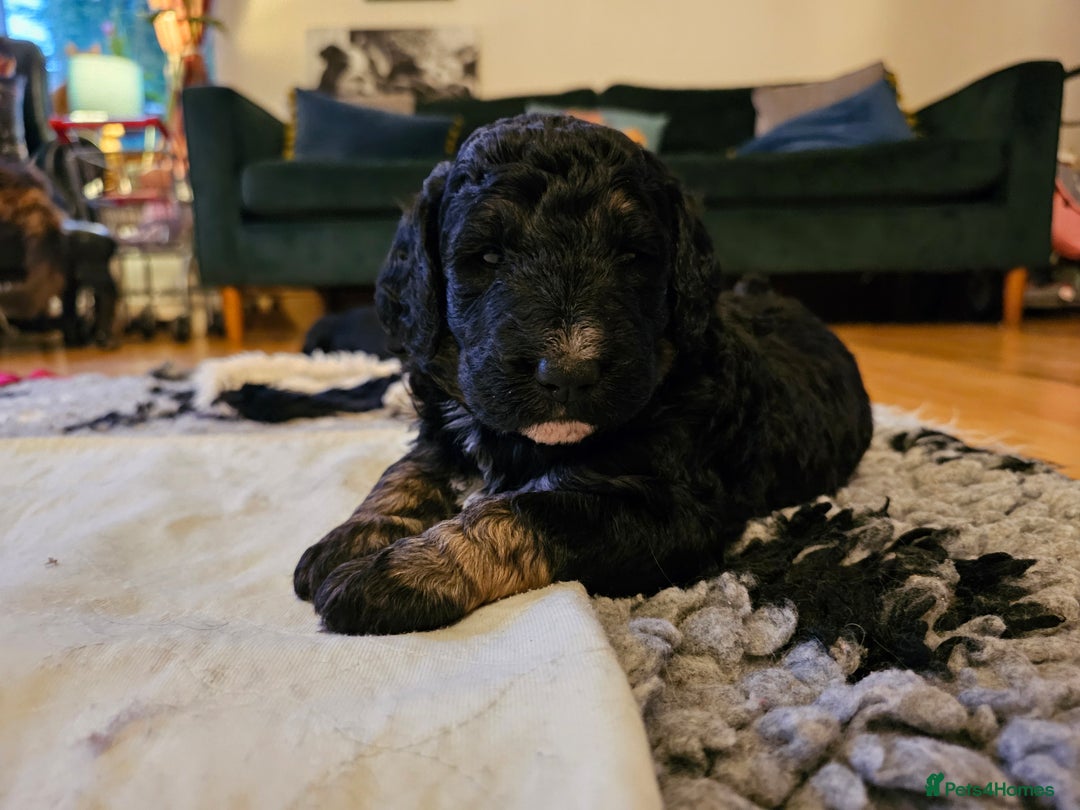 Bernedoodle dogs for sale: Exceptional Quality ❤️ Health tested  - Advert 21