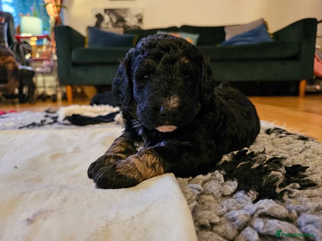 Bernedoodle dogs for sale: Sold 💙 - Advert 26