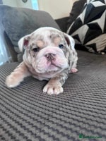 English Bulldog dogs English Bulldog puppies - Advert 12