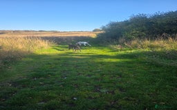 Mixed Breed dogs for sale: Beautiful great dane x cane corso for adoption  - Advert 2