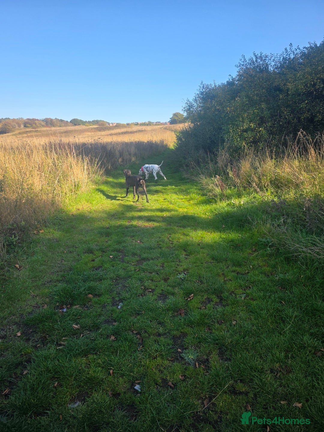 Mixed Breed dogs for sale: Beautiful great dane x cane corso for adoption  - Advert 2