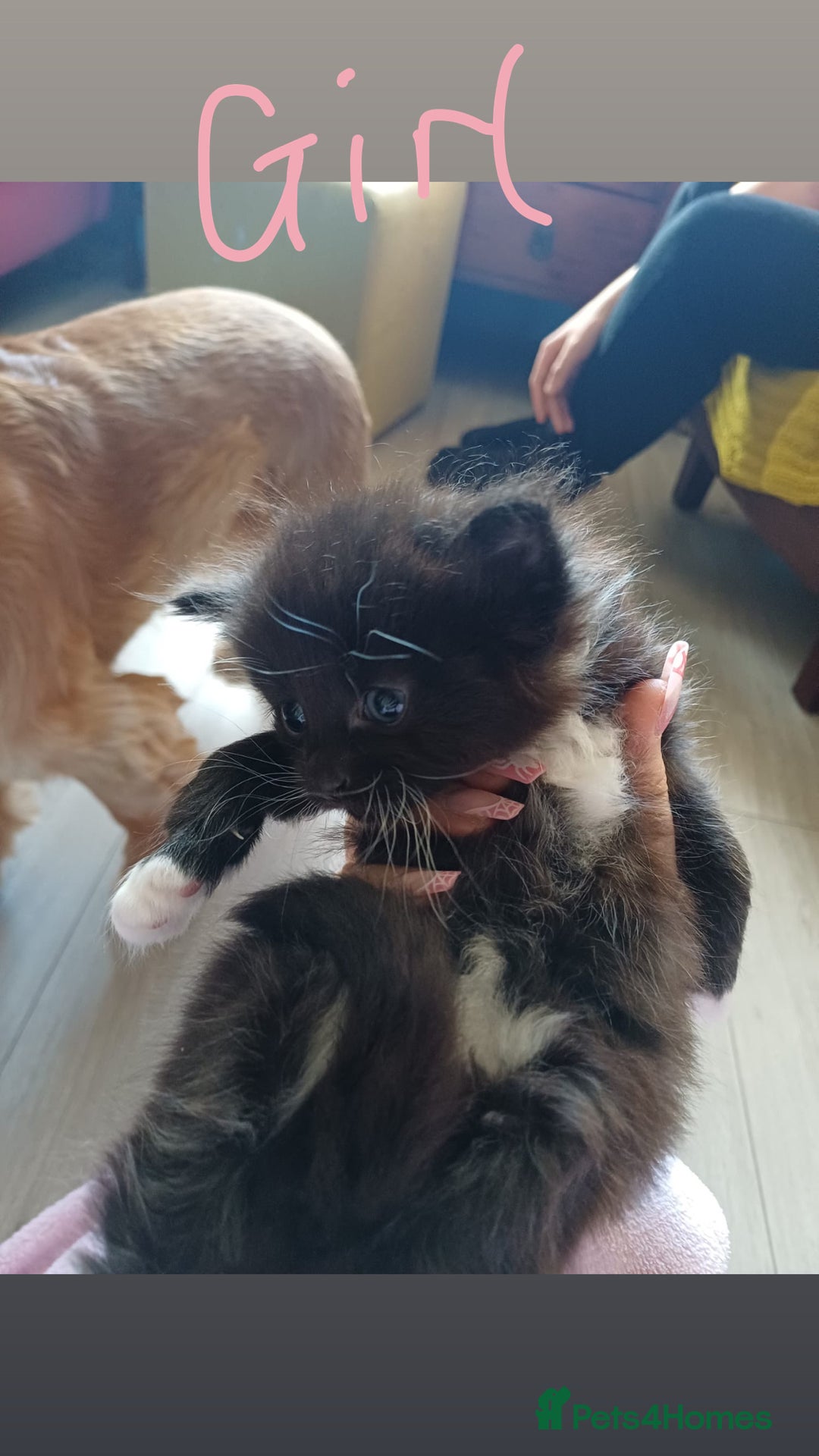 Mixed Breed cats for sale: 3 kittens waiting for a happy home - Image 4
