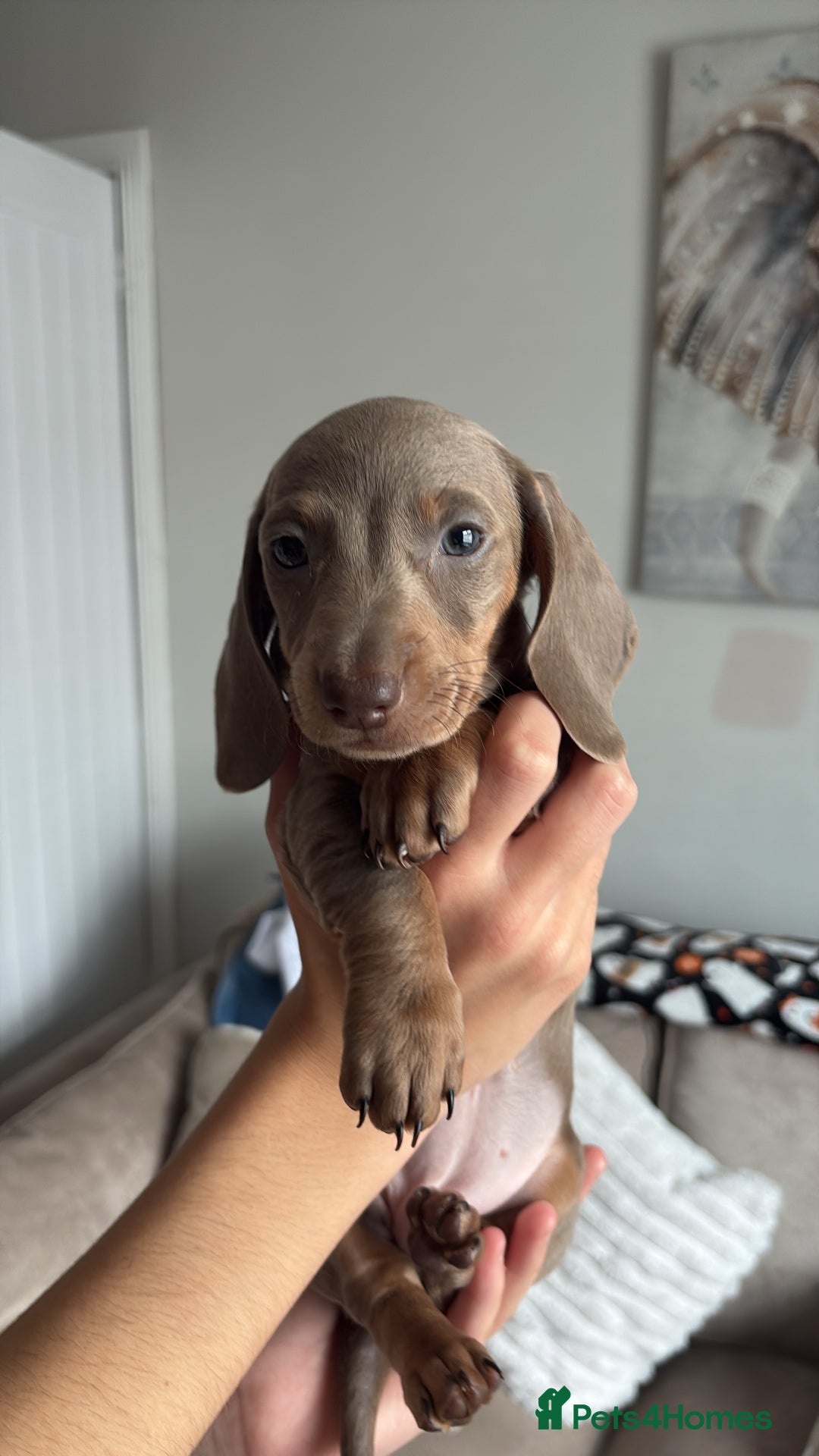 Dachshund dogs for sale: Isabelle and tan dachshund pups  - Image 17
