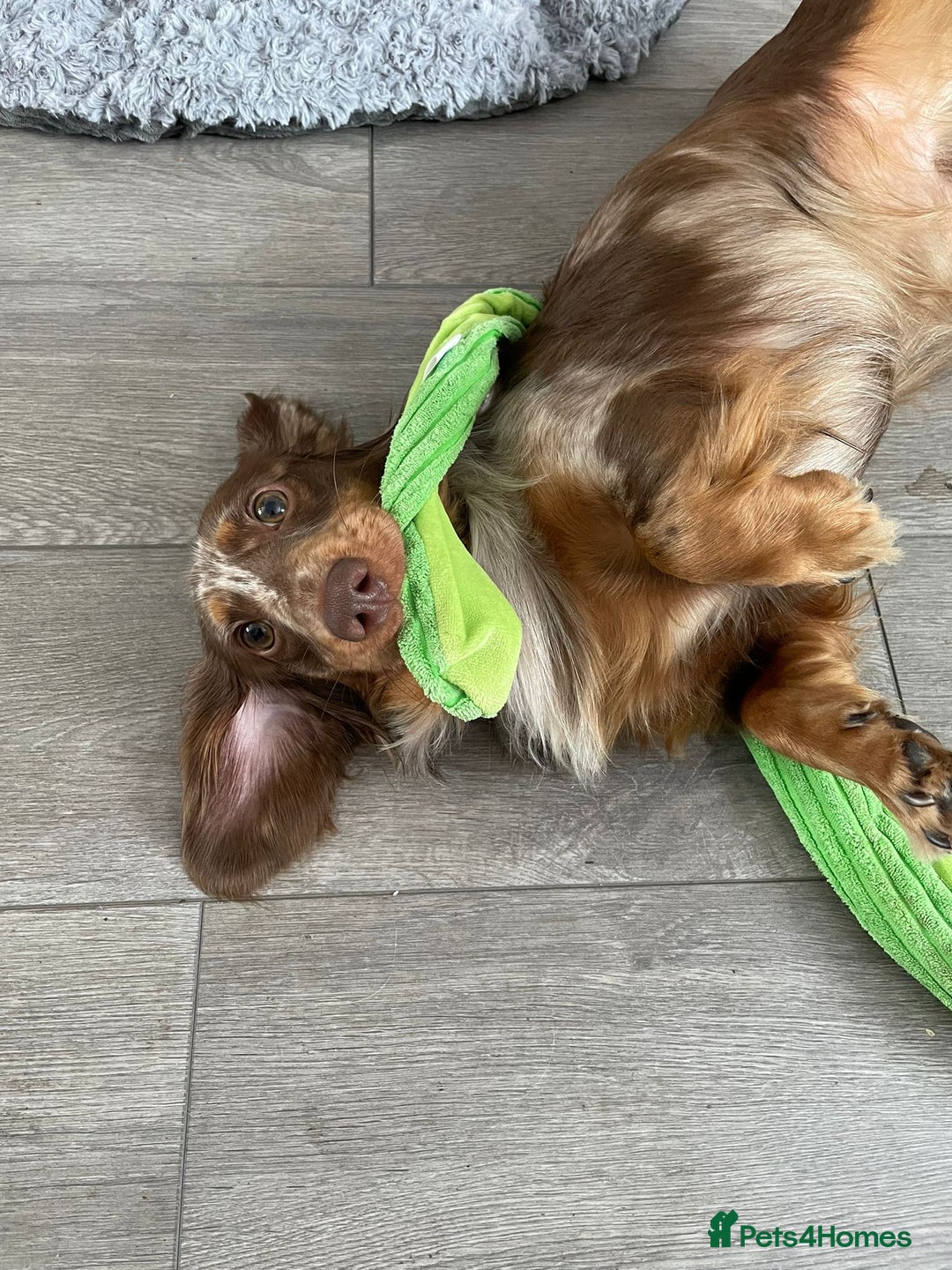 Dachshund dogs for sale: Dachshund Dog for re-home £0 - Advert 1