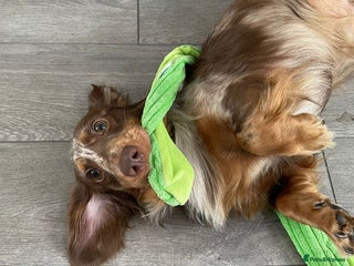 Dachshund dogs Dachshund Dog for re-home £0 - Advert 15