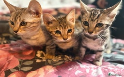 Bengal cats for sale: Bengal kittens 15 weeks  - Image 1