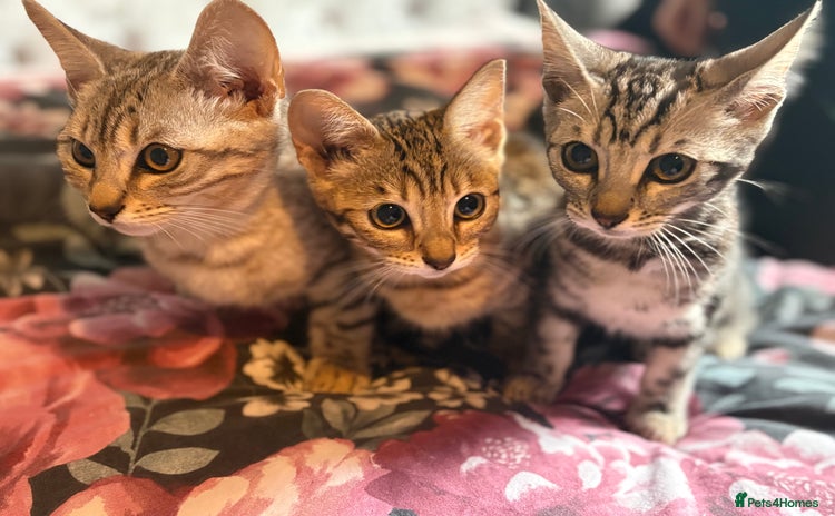 Bengal cats - Advert 7