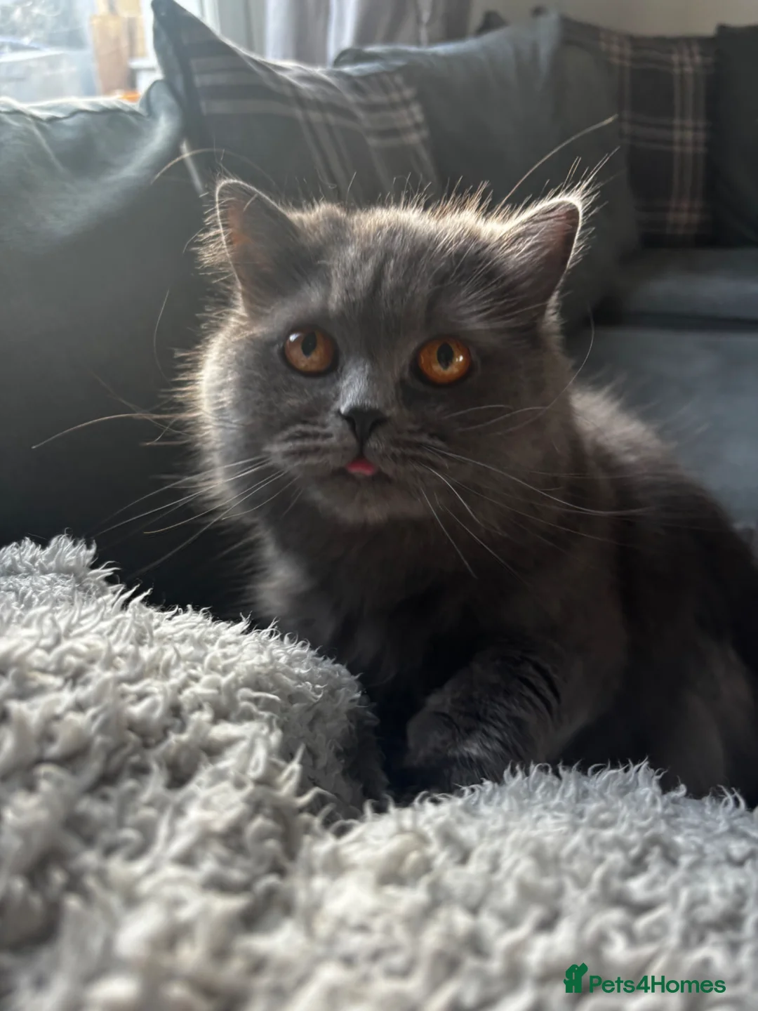 Scottish Fold cats for sale: Scottish Fold - Advert 2