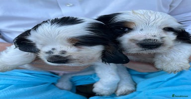 Cocker Spaniel dogs - Advert 9