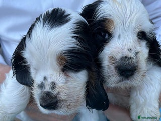 Cocker Spaniel dogs - Advert 16