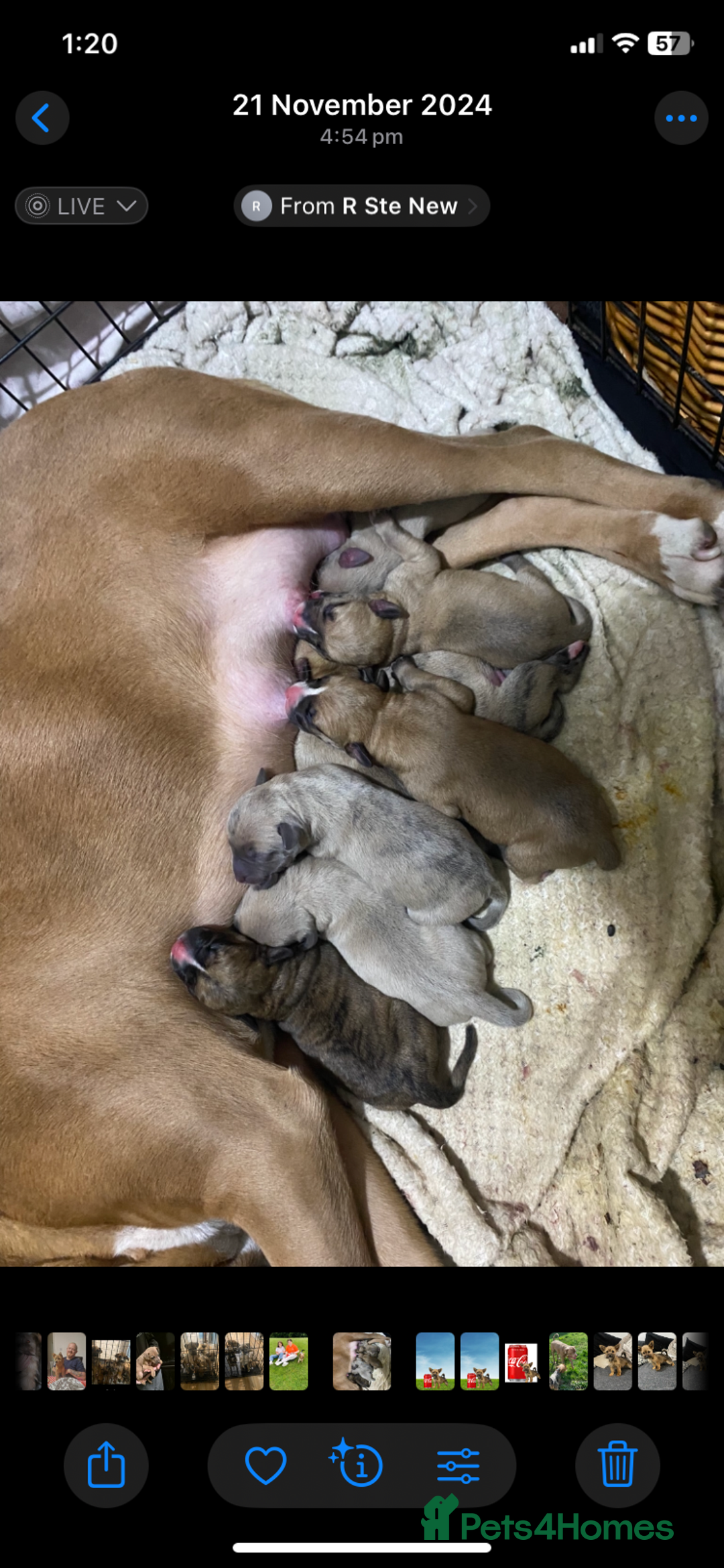 Mixed Breed dogs for sale: Outstanding terrier cross (bull Wheaton greyhound) - Image 11
