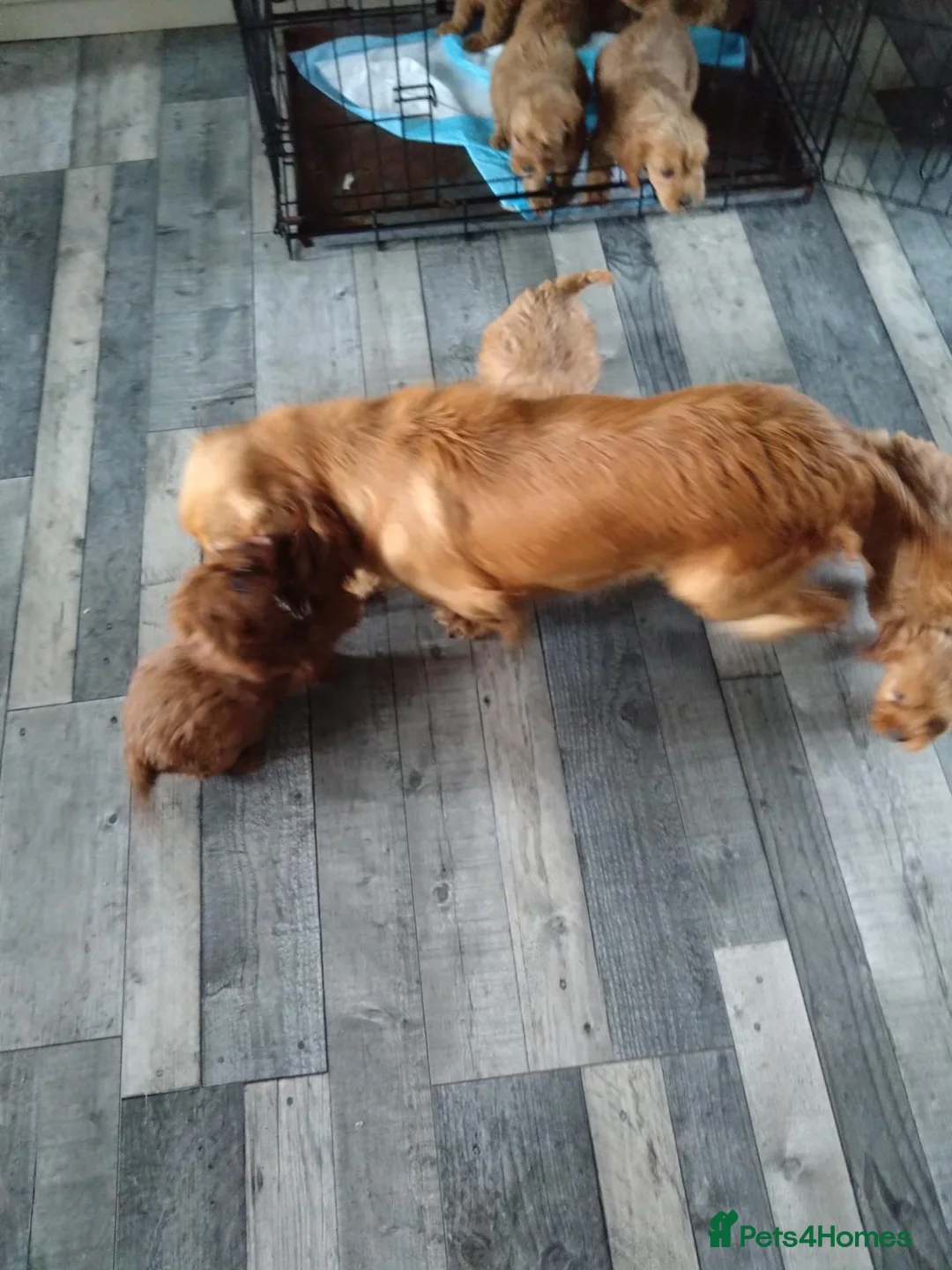 Cockapoo dogs for sale: F1 Cockapoo Puppies - Advert 9