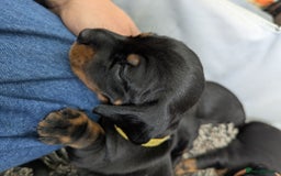 Dachshund dogs for sale: 🐾 Standard Dachshund Puppies-Absolutely perfect🐾 - Image 12