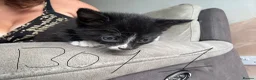Mixed Breed cats for sale: 6 beautiful kittens  - Advert 10