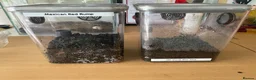 Tarantulas invertebrates for sale: Tarantula Juvenile for Sale - Advert 3
