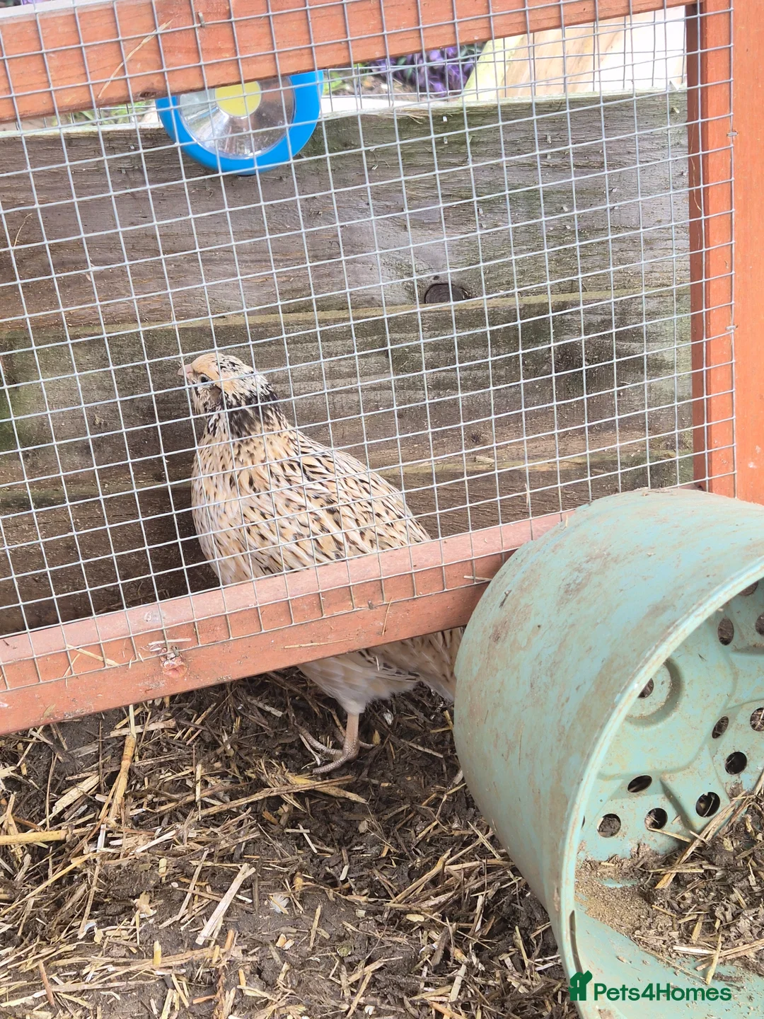 Quail poultry for sale: 10 female and 1 male quails for new homes - Advert 2