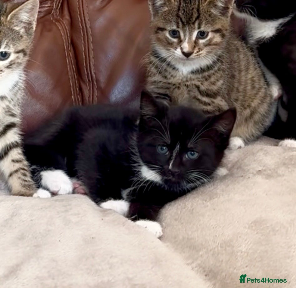 Mixed Breed cats 1 black and white boy left  - Advert 2