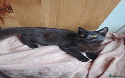 Mixed Breed cats for sale: 1 kitten left(girl) - Black mixed breed kittens - Advert 22