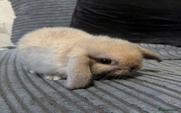 Mini Lop rabbits for sale: Baby pure bred mini lop rabbits sooty-fawn colour  - Advert 4