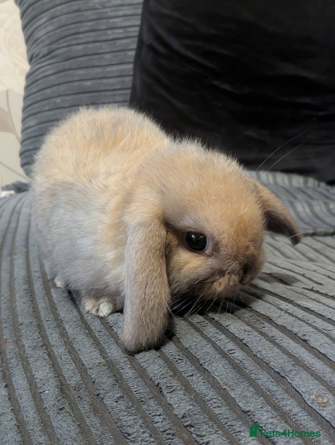 Mini Lop rabbits for sale: Baby pure bred mini lop rabbits sooty-fawn colour  - Advert 4