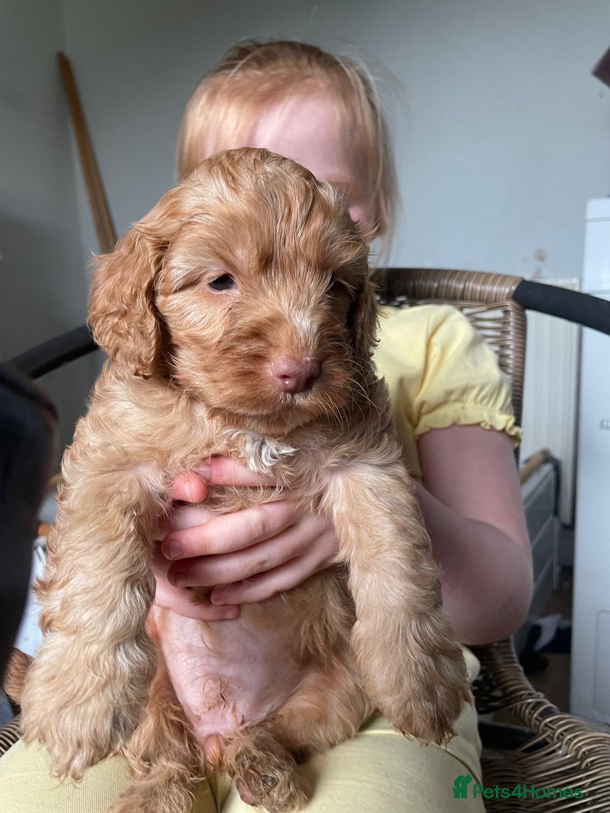 Cockapoo dogs BEAUTIFUL LITTER OF HEALTH TESTED COCKAPOOS 🩷 - Advert 18