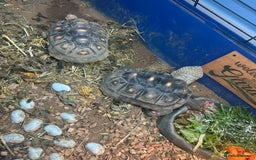 Tortoise reptiles for sale: 2 red foot tortoises for sale  - Advert 4