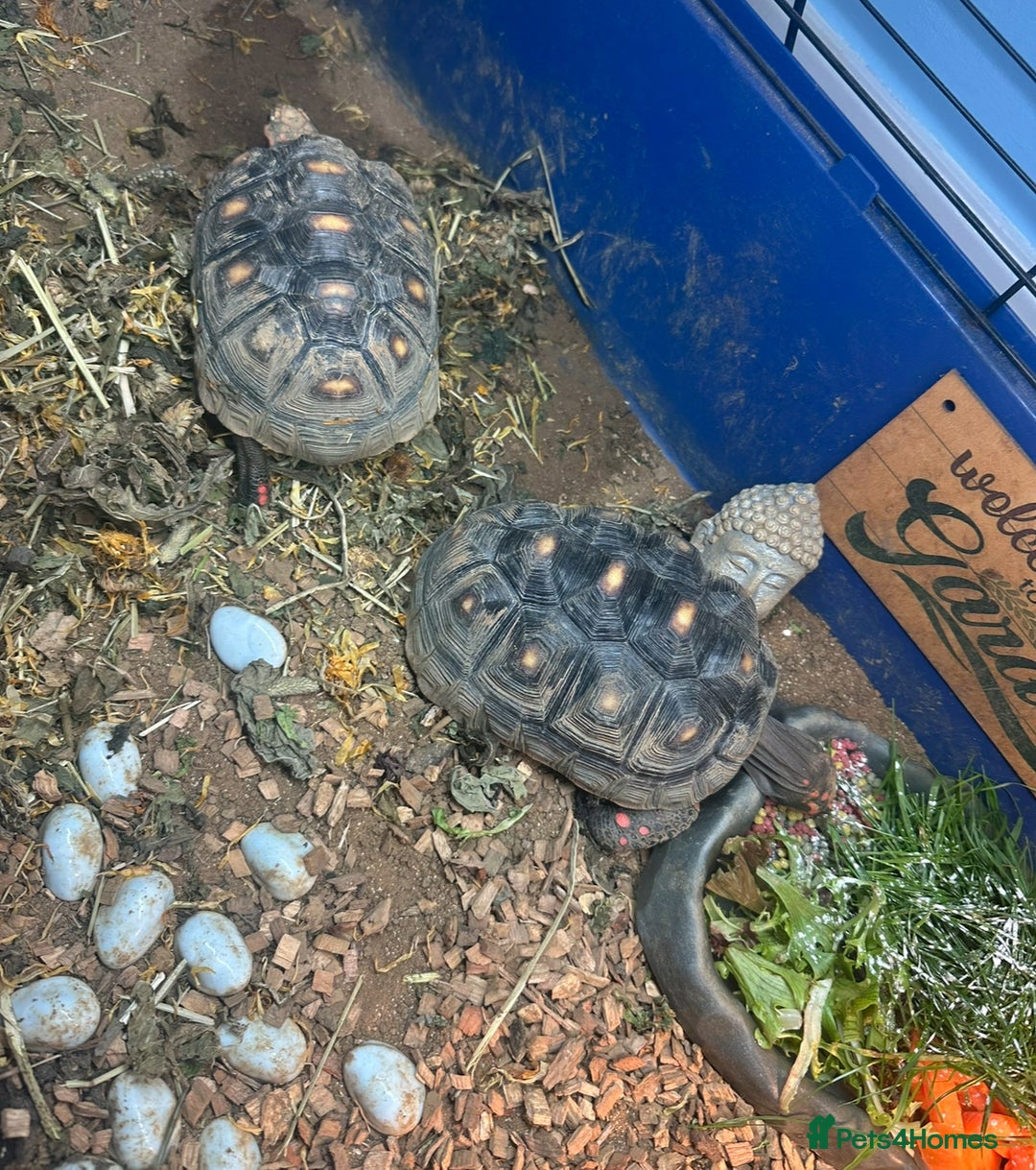 Tortoise reptiles for sale: 2 red foot tortoises for sale  - Advert 4
