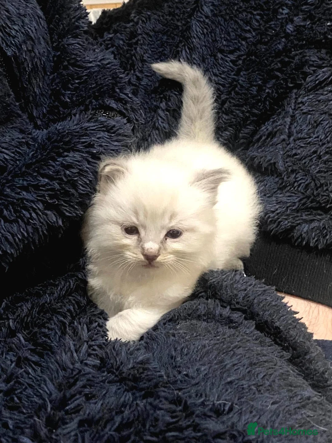 Ragdoll cats for sale: Ragdoll kittens (delivery available) - Advert 14
