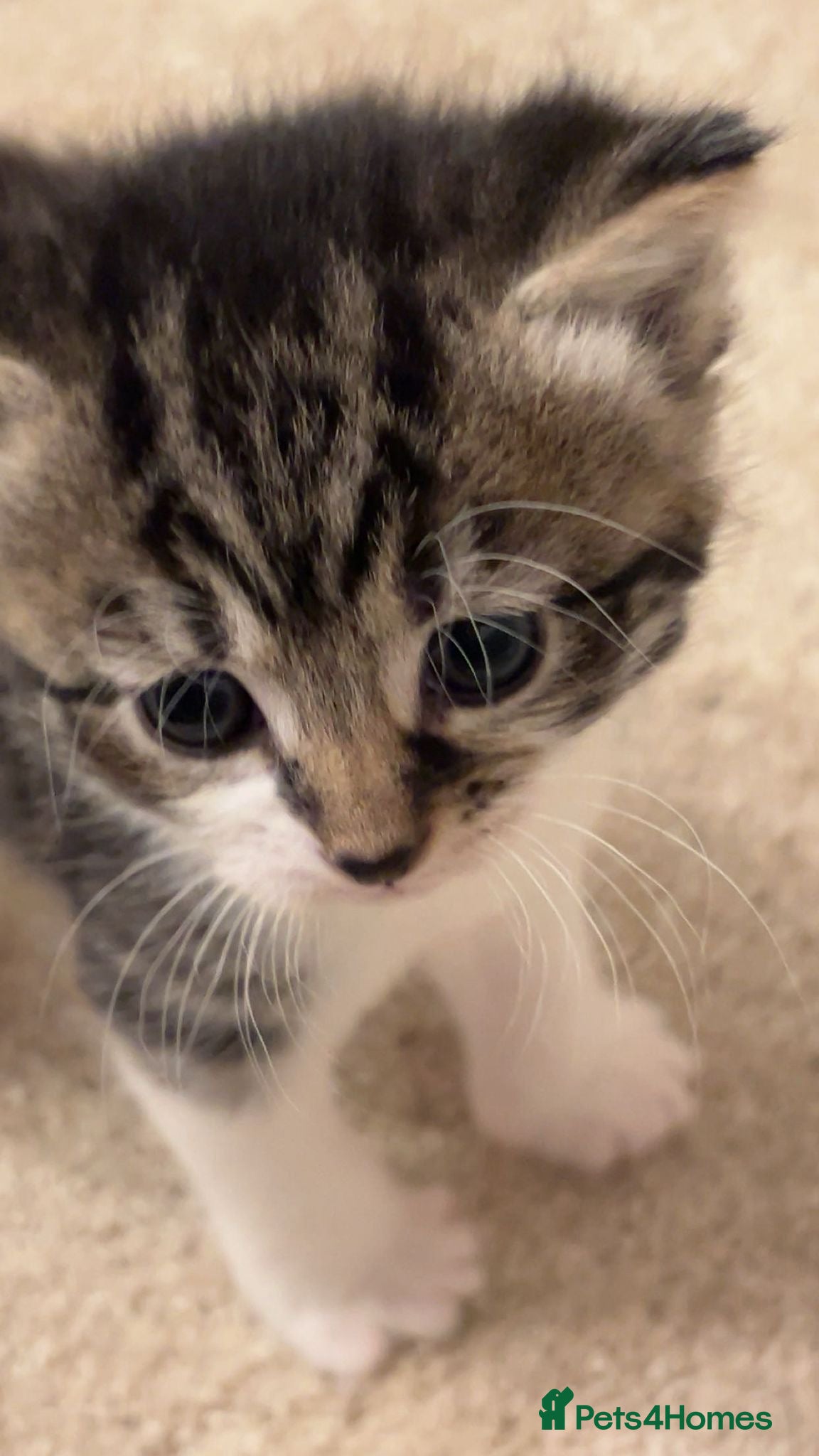 Bengal cats Beautiful Bengal Mix Kittens for loving homes - Advert 18
