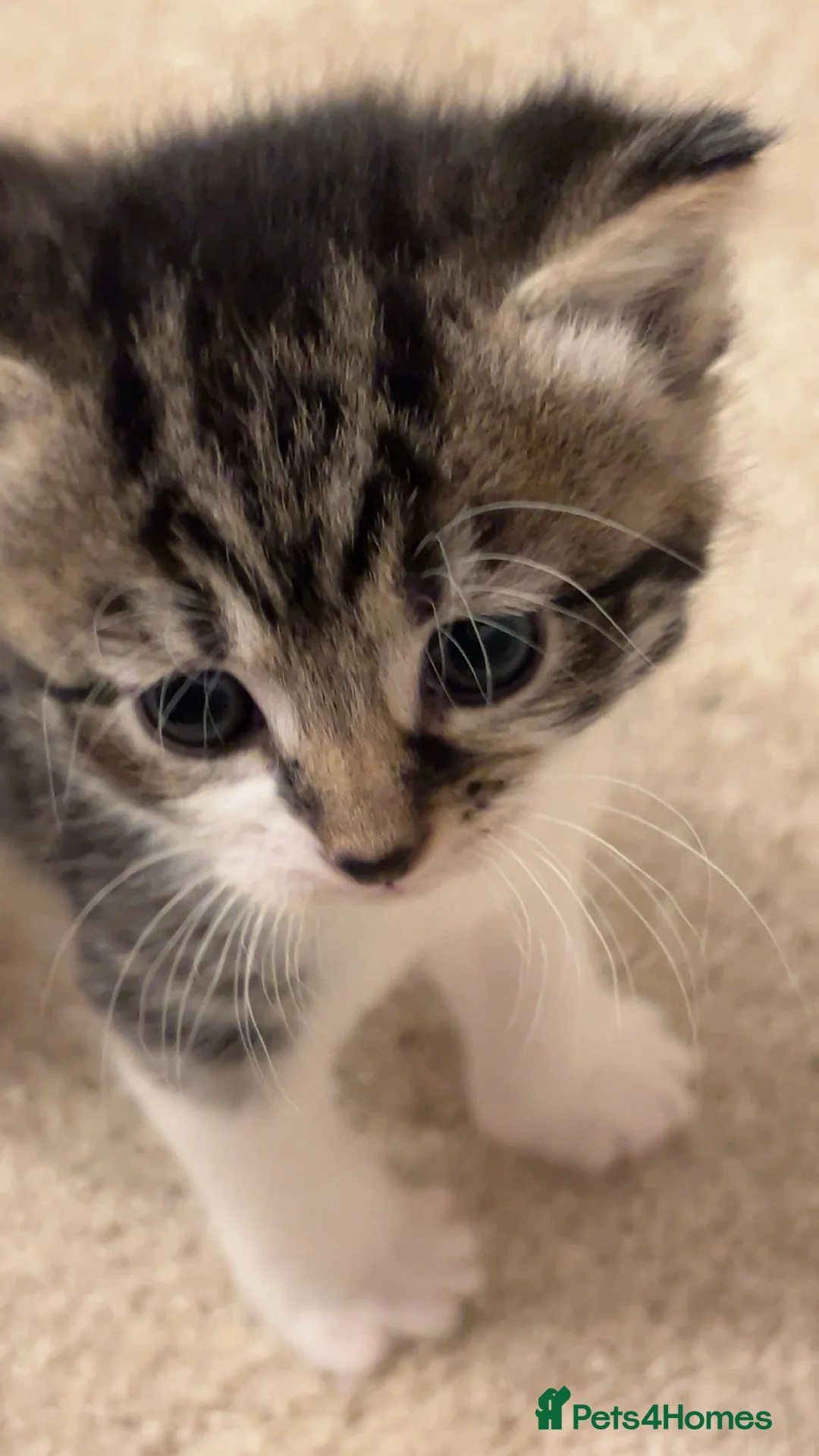 Bengal cats for sale: Beautiful Bengal Mix Kittens for loving homes in St Albans - Advert 2