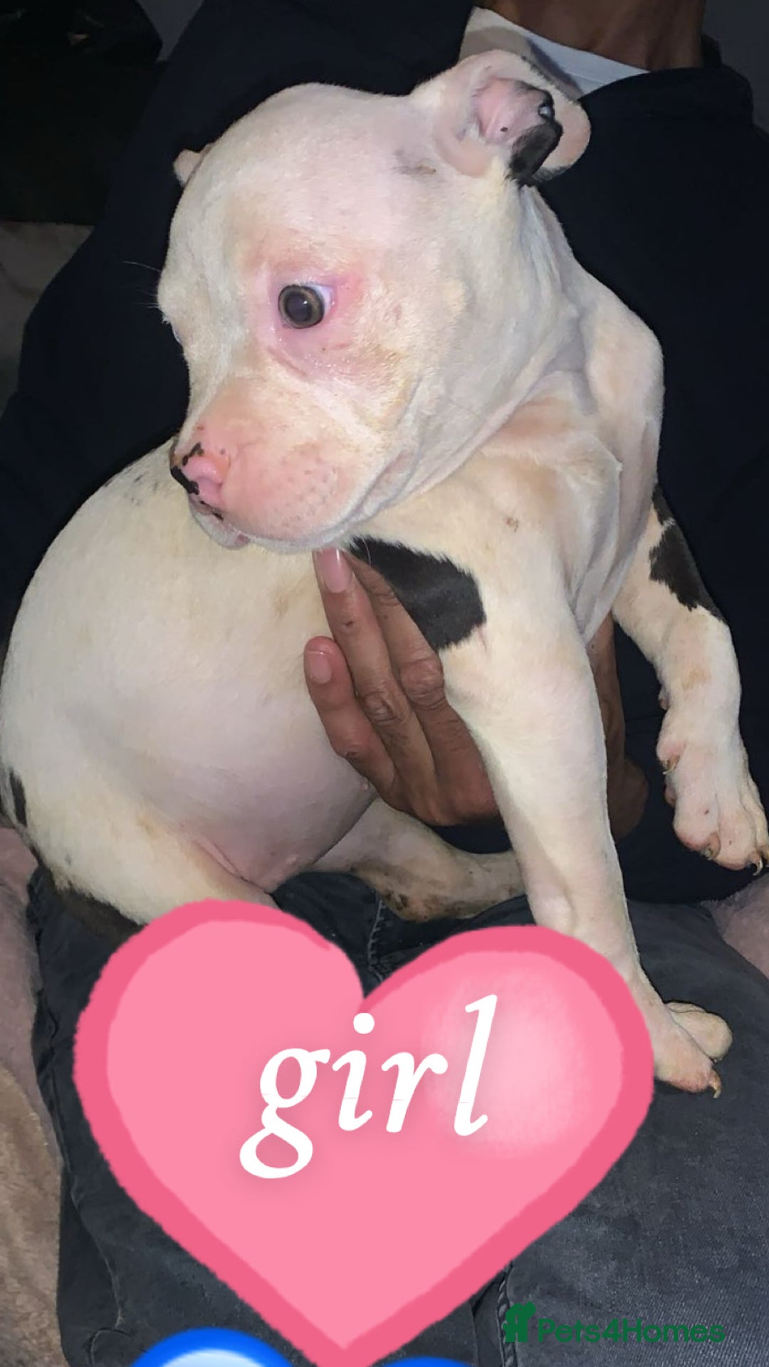 American Bully dogs for sale: perfect puppys - Image 3