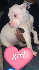 American Bully Puppy 8