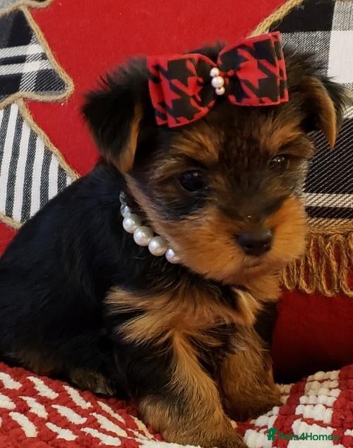 Yorkshire Terrier dogs Loving Home Needed for Our gorgeous boy - Advert 5