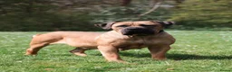 Boerboel dogs for sale: Waitlist now open - Advert 11
